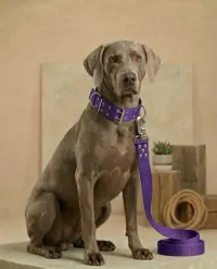 Violeta