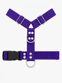 Violeta