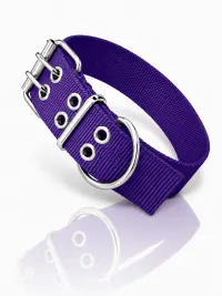 Violeta