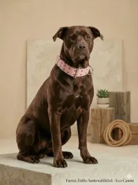 collar super reforzado nato n7